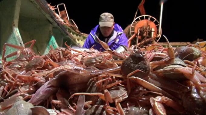 今シーズンのズワイガニ漁は好調で推移 水揚げは過去5年平均上回る ブリも水揚げ量多く　|　石川県のニュース｜MRO北陸放送