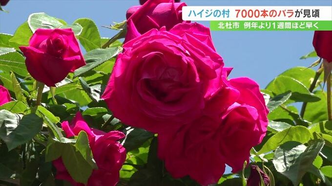 7000本のバラが咲き始める！例年より1週間ほど早く　北杜市 ハイジの村　山梨　|　山梨のニュース | ＵＴＹテレビ山梨