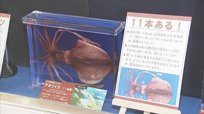 「イカをごらんください」　鳥取県立博物館でイカをテーマの展示　話題となった１１本腕のイカの実物も　|　BSSニュース | BSS山陰放送