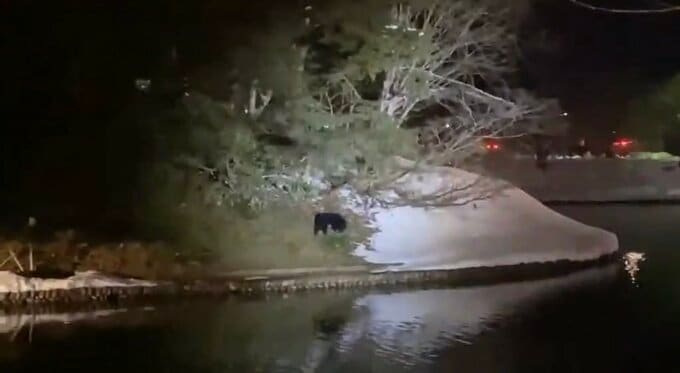 新庄市中心部のクマ　夜の最新画像　未だに最上公園にいる模様　100人態勢の包囲・警戒が続く（山形・新庄市）　|　山形のニュース│TUYテレビユー山形