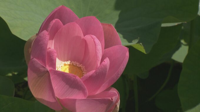 金沢で気温32度の真夏日予想…晴天の下で古代種「大賀ハス」見ごろに　|　石川県のニュース｜MRO北陸放送