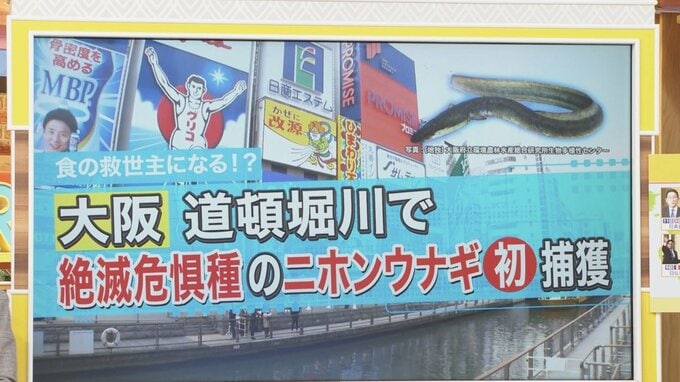 あの道頓堀川に絶滅危惧種「ニホンウナギ」！？捕獲した研究者に直撃【ひるおび】|TBS NEWS DIG