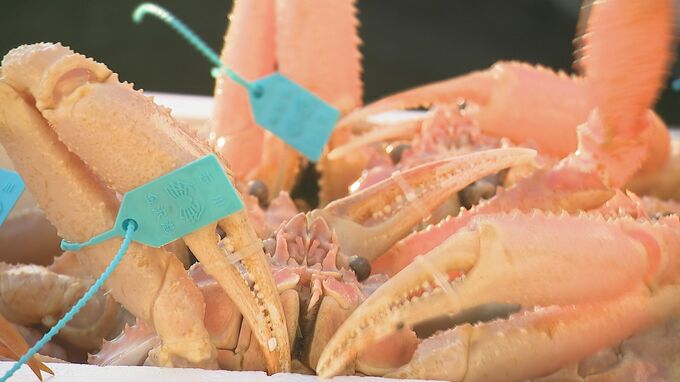 ズワイガニ漁好調 香箱ガニの水揚げ量134トンで前季6割増　|　石川県のニュース｜MRO北陸放送