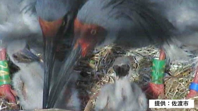 分散飼育中のトキのペアからヒナ2羽が誕生　佐渡市“トキふれあいプラザ”|TBS NEWS DIG