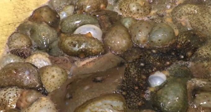 「黒いダイヤ」能登の高級食材“ナマコ”が深刻な不漁、震災と海水温上昇が打撃|TBS NEWS DIG