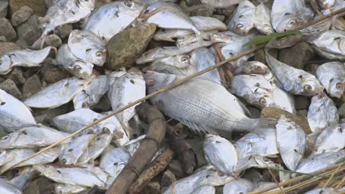 1万匹を超える魚が中海で大量死　台風11号の影響で酸欠か　|　BSSニュース | BSS山陰放送