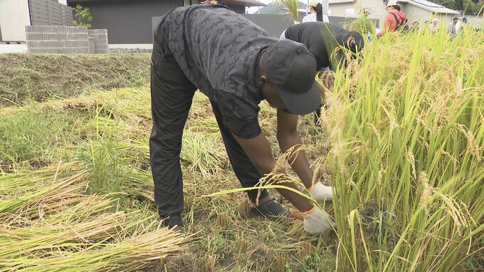留学生が稲刈り体験　地域住民と交流　収獲祝う御田刈神事も　山口|TBS NEWS DIG