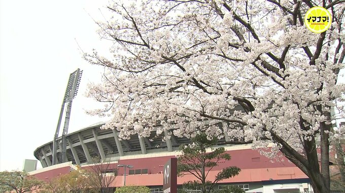 きょう地元開幕　広島カープ　本気で先発･床田寛樹のバッティングにも注目　島内･栗林･塹江･中村奨ら意気込む　|　RCC NEWS | 広島ニュース | RCC中国放送