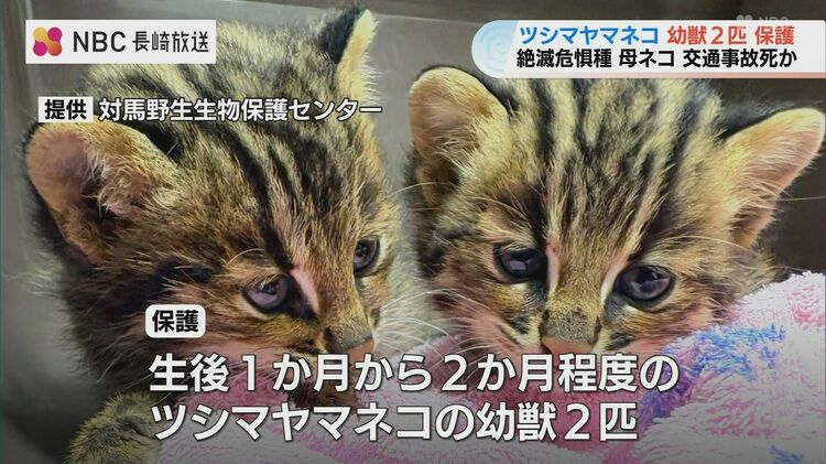 絶滅危惧種“ツシマヤマネコ”の仔猫2匹を保護 交通事故で母を失ったか