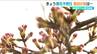新潟の桜は咲いた？開花はいつ？　気温が上がる土日に一気に花開くかも…　|　新潟のニュース・天気｜BSN NEWS｜BSN新潟放送
