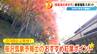 紅葉の名所｢香嵐渓｣の楽しみ方を自称“香嵐渓マニア”が徹底解説…もみじの絵馬やお守り 朝だけ見られる絶景や穴場スポットも 見頃は11月いっぱい 　|　名古屋・愛知・岐阜・三重のニュース【CBC news】 | CBC web