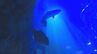 夜の水族館　ふだん見られない生き物の夜の生態を観察　山口・下関　|　山口のニュース・天気・防災｜tys NEWS｜ｔｙｓテレビ山口