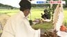 豊作でも心配　コメ農家の複雑な心境　献上米の稲刈り神事　広島　|　RCC NEWS | 広島ニュース | RCC中国放送