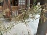 “吉兆もたらす”竹の花が開花　咲くのは120年に一度　射水神社の参道で発見　1週間程度公開　富山・高岡市　|　富山のニュース｜天気・防災｜チューリップテレビ