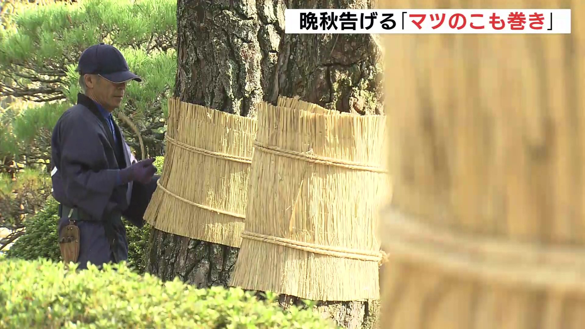 晩秋を告げる「松のこも巻き」 24日は “霜降” 縮景園の約360本に | TBS NEWS DIG フォトギャラリー