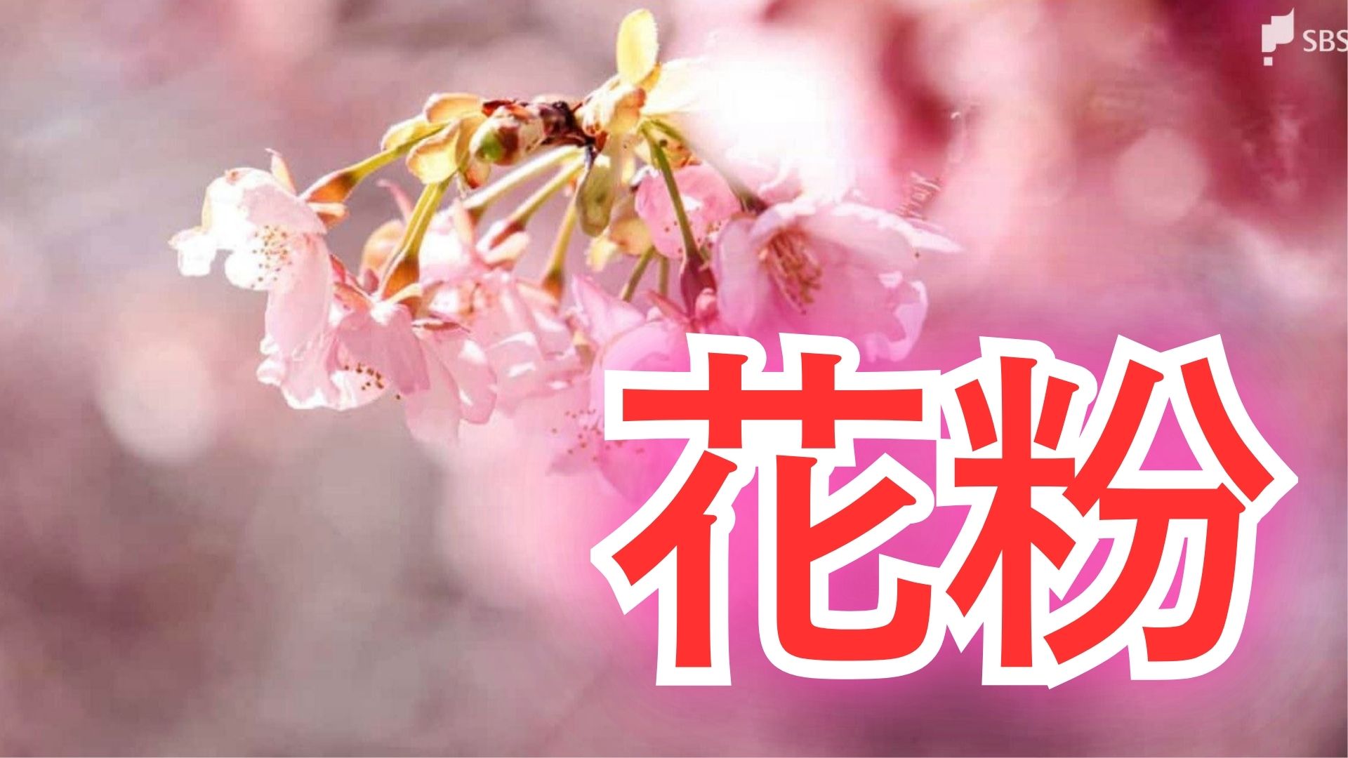 春の厄介者静岡県内でも「花粉飛散開始」 2月17日は