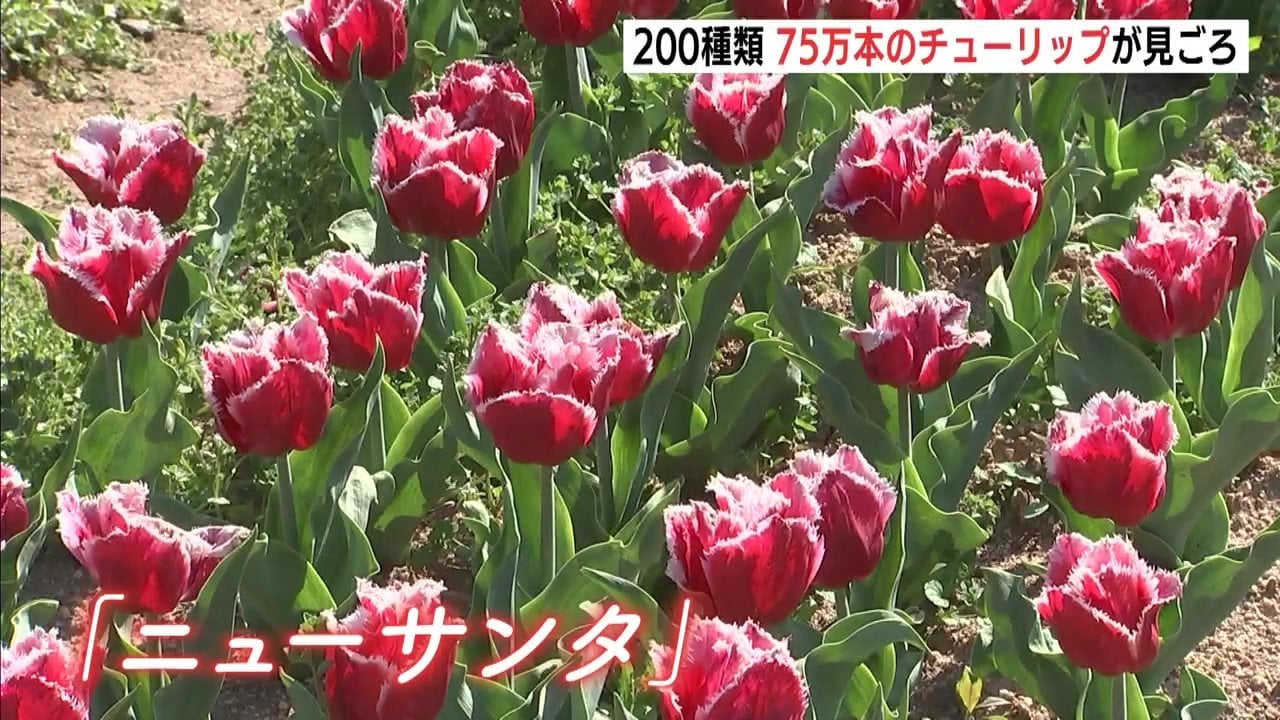 JCの芋セーラーわいせつ画像