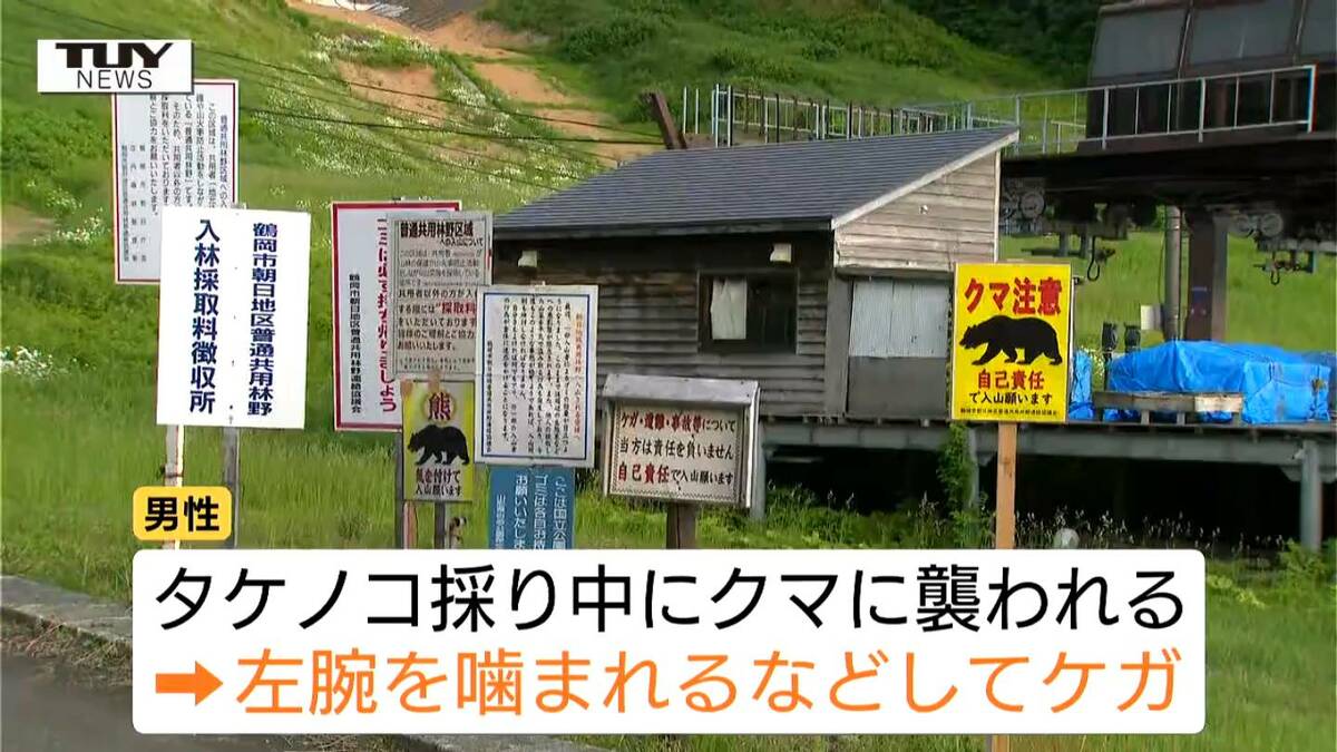 タケノコ採り中にクマが左腕をガブリ クマスプレーで命拾い 鶴岡市で