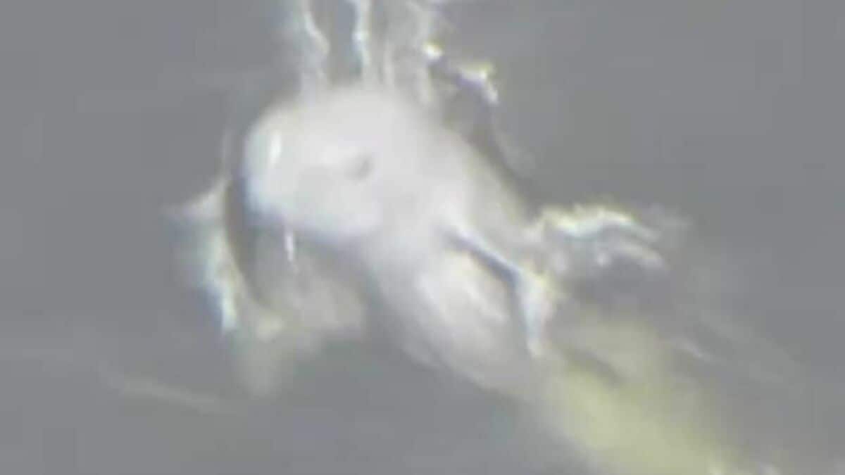 img_5aea6466cd05ad37bc9dc26790