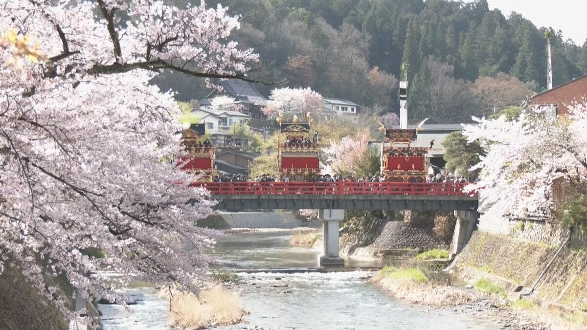 桜満開 春の高山祭始まる ｢素敵な日に来られて幸せ…｣ 青空のもと12台の絢爛豪華な屋台が曳そろえられる 岐阜