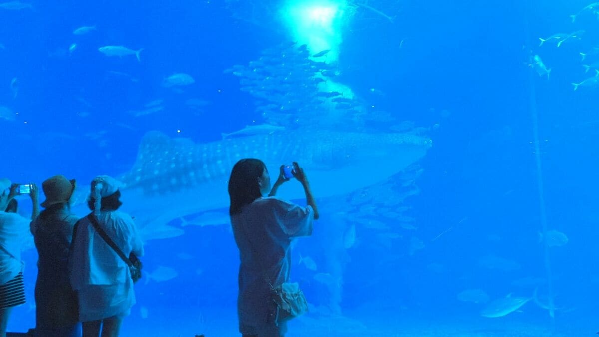 夜ならではの静けさ実感　沖縄美ら海水族館で幻想的な空間楽しむ「ナイトアクアリウム」