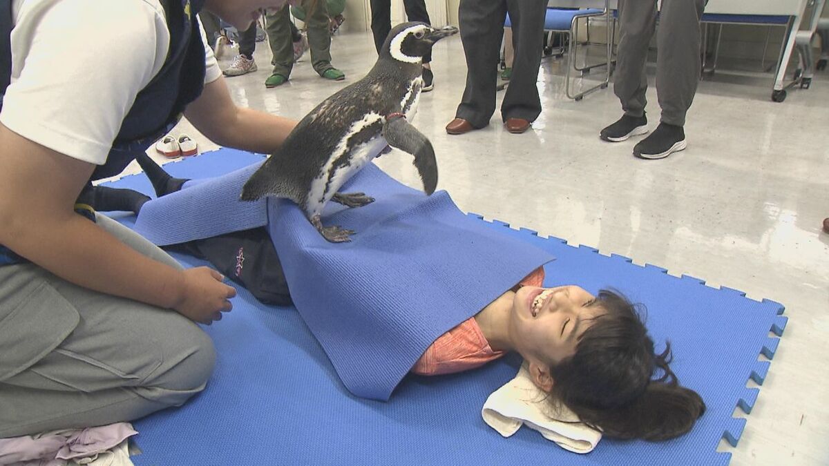 盲学校にマゼランペンギン　子どもたちの体の上を“ピョコピョコ” ふれあい水族館