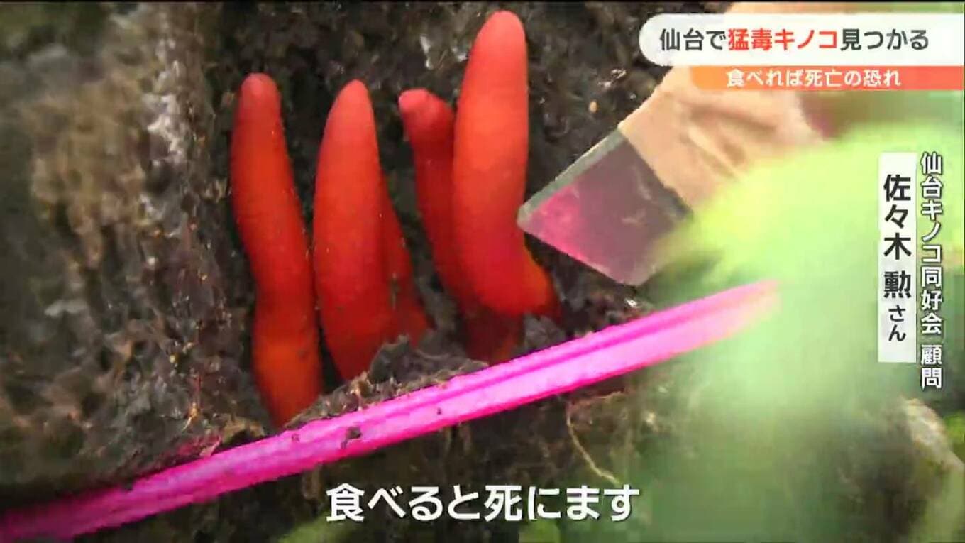 赤くて危険!猛毒キノコ仙台で発見「食べると死ぬ、触れただけで…」【動画あり】 | TBS NEWS DIG