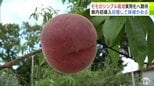 「おかわりください！」平川市 工藤貴弘 市長も太鼓判　苗木を定植した年に収穫ができる「シンプル栽培」でつくったモモを収穫・品質評価　新たな栽培方法の実用化へ期待高まる　|　青森のニュース│ATV NEWS│青森テレビ