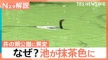 なぜ？吉祥寺にある井の頭公園の池が抹茶色に…「どうしてこうなった？」驚くような色彩 世界の自然現象【Nスタ解説】|TBS NEWS DIG