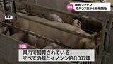 家畜伝染病「豚熱」のワクチン接種 宮崎県内では27日から接種開始へ|TBS NEWS DIG