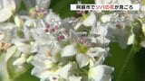 「見ごろは今月下旬まで」約700万本のソバの白い花 11月には新そばに 熊本・阿蘇 | 熊本のニュース|RKK NEWS|RKK熊本放送