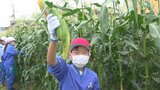 自分の背よりも大きく育ったトウモロコシの収穫に地元小学校の児童300人が大興奮|TBS NEWS DIG
