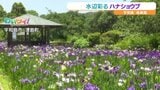 宇和島市の南楽園でハナショウブが見ごろ　夜間ライトアップも　|　愛媛のニュース - Nスタえひめ｜あいテレビは6チャンネル