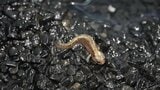 【絶滅危惧種】水の中から陸へ！キタサンショウウオが「AOAO SAPPORO」で陸デビュー エラ呼吸から肺呼吸へ…成長の瞬間を公開　北海道札幌市|TBS NEWS DIG