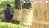 晩秋を告げる「松のこも巻き」 24日は “霜降”　縮景園の約360本に　|　RCC NEWS | 広島ニュース | RCC中国放送