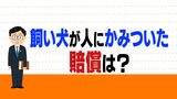 飼い犬が人にかみついた…賠償はどうなる?場合によっては高額になることも | 愛媛のニュース - Nスタえひめ|あいテレビは6チャンネル