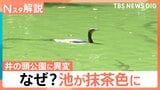 なぜ?吉祥寺にある井の頭公園の池が抹茶色に…「どうしてこうなった?」驚くような色彩 世界の自然現象【Nスタ解説】|TBS NEWS DIG