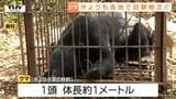 酒田・鶴岡・最上・大石田…県内各地でクマの目撃相次ぐ　神社付近や道路上など人の生活圏に出没（山形）|TBS NEWS DIG