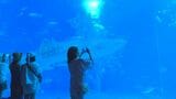 夜ならではの静けさ実感　沖縄美ら海水族館で幻想的な空間楽しむ「ナイトアクアリウム」|TBS NEWS DIG