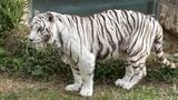 初代ホワイトタイガー「コハク」天国へ　2011年から親しまれた人気者　鹿児島・平川動物公園|TBS NEWS DIG
