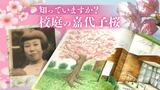 原爆で死亡した嘉代子さんの桜の物語　美術部の生徒が挿絵てがけ１冊の絵本に　|　福岡のニュース｜RKB NEWS｜RKB毎日放送
