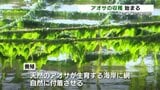 味噌汁や天ぷらに…八代海から“春の便り”　海藻アオサの収穫始まる　熊本県天草市　|　熊本のニュース｜RKK NEWS｜RKK熊本放送