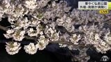 【中継】「外堀南側は満開」春らんまん　弘前公園から高山キャスターがリポート|TBS NEWS DIG