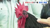 「伝統的な鶏の保存と普及を」絶滅リスク高い “肥後五鶏”の「肥後ちゃぼ」　保存会が南稜高校に譲渡　熊本　|　熊本のニュース｜RKK NEWS｜RKK熊本放送