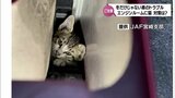 運転中の取材班のエンジンルームに猫!雨が原因?寒い時期だけではない車に猫が入り込むトラブル 対策は「バンバン」より「猫コンコン」 | MRTニュース | MRT宮崎放送