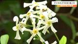 「純粋でけがれのない花のような気がする」テイカカズラ見ごろ″樹木などに絡みついて咲く”宮城・登米市　|　宮城のニュース│tbc NEWS│tbc東北放送