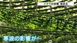 【最強寒波の影響】アオサの収穫 色つきも良く最高の出来も「暴風で2センチぐらい切れる」 熊本 | 熊本のニュース|RKK NEWS|RKK熊本放送