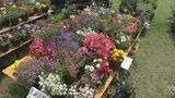 沖縄市でグリーンフェスタ 花と緑で生活に癒しを!|TBS NEWS DIG