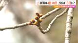 開花400℃の法則 新潟市の桜開花はズバリ4月10日　2月以降の寒波で去年より遅く?　|　新潟のニュース・天気｜BSN NEWS｜BSN新潟放送