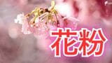 春の厄介者...静岡県内でも「花粉飛散開始」 2月17日は"寒さ戻る"で一部で雪の可能性も=静岡 | 静岡のニュース | SBSNEWS | 静岡放送